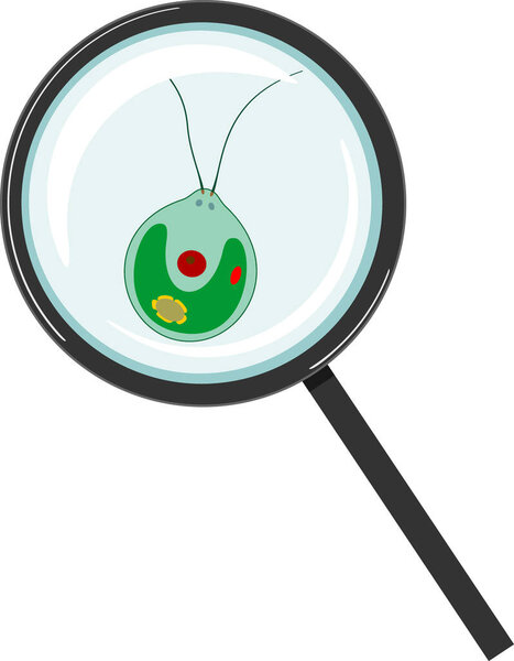  Chlamydomonas under magnifying glass isolated on white background