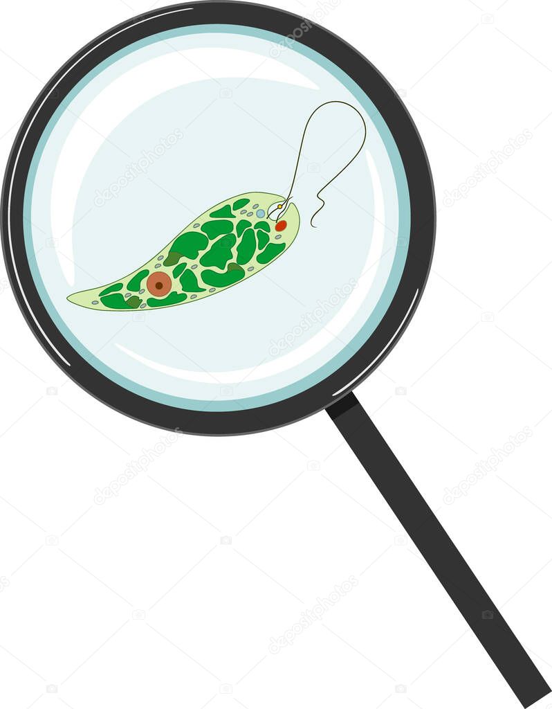  Euglena viridis under magnifying glass isolated on white background