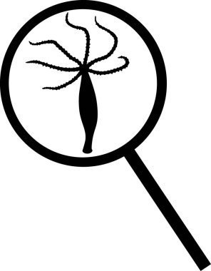  Beyaz arka planda izole edilmiş büyüteç altında Hydra polipinin siyah silueti