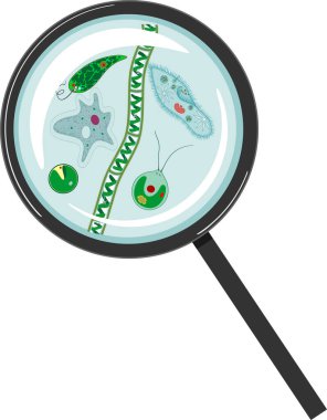  Protozoa (Paramecium caudatum, Amoeba proteus, Chlamydomonas, Euglena viridis), yeşil algler (Chlorella, Spirogyra) beyaz arka planda izole edilmiş büyüteç altında.