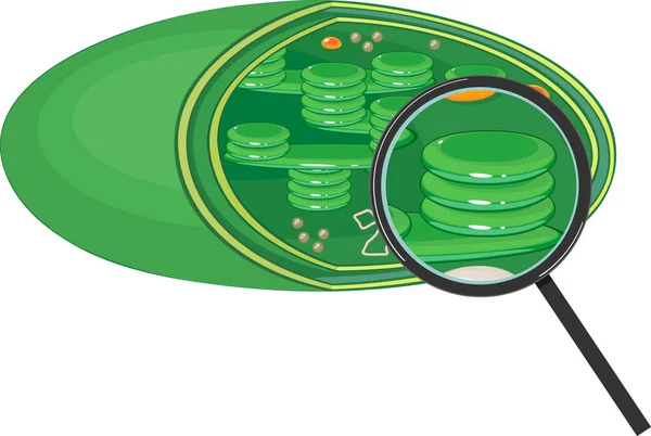 Estructura Cloroplasto Bajo Lupa Aislada Sobre Fondo Blanco — Vector de stock