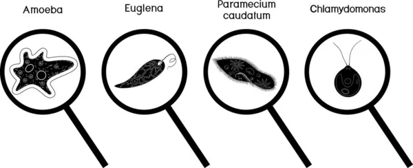Conjunto Siluetas Negras Protozoos Microscópicos Organismos Unicelulares Paramecium Caudatum Amoeba — Vector de stock