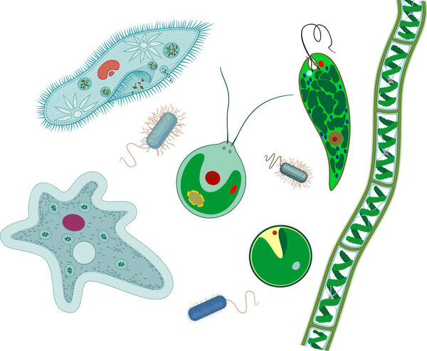  Set of microscopic unicellular organisms: protozoa (Paramecium caudatum, Amoeba proteus, Chlamydomonas, Euglena viridis), green algae (Chlorella, Spirogyra) and bacteria isolated on white background