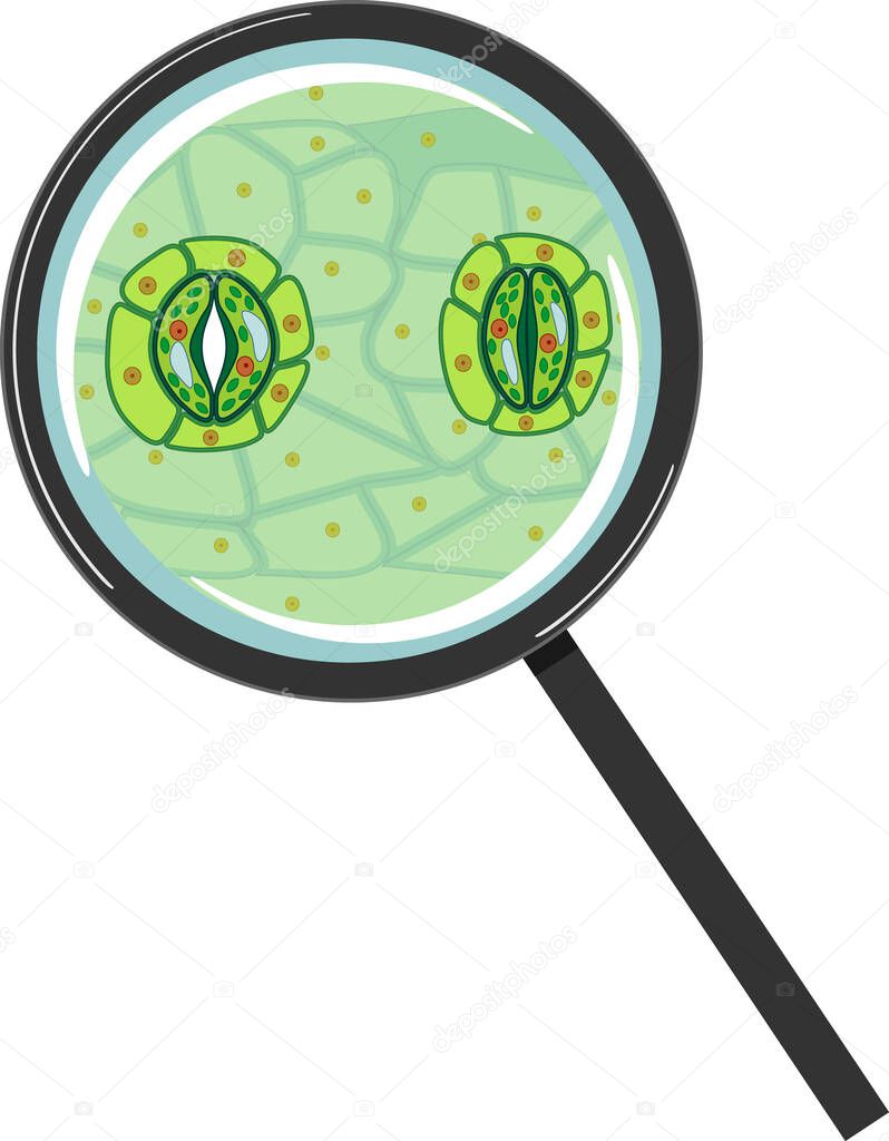  Stomatal complex with open and closed stoma under magnifying glass isolated on white background