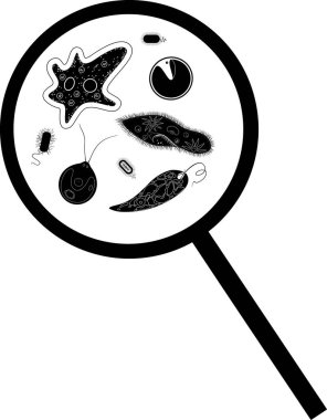  Mikroskobik tek hücreli organizmaların siyah silueti: protozoa (Paramecium caudatum, Amoeba proteus, Chlamydomonas, Euglena viridis) ve büyüteç altındaki bakteriler