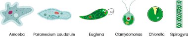  Mikroskobik tek hücreli organizmalar kümesi: protozoa (Paramecium caudatum, Amoeba proteus, Chlamydomonas, Euglena viridis) ve yeşil algler (Chlorella, Spirogyra) beyaz arka planda izole edilmiştir.