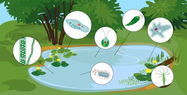  Mikroskobik tek hücreli organizmalara sahip gölet biotosu: protozoa (Paramecium caudatum, Amoeba proteus, Chlamydomonas, Euglena viridis), yeşil algler (Chlorella, Spirogyra) ve bakteriler