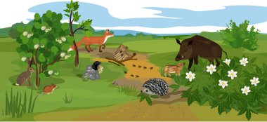  Different animals (mammals, birds, insects) and plants in their natural habitat