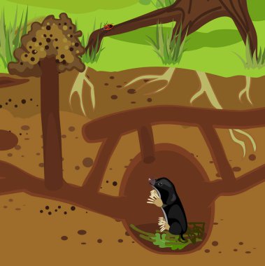  Solucan ve Avrupa köstebekli (Talpa europaea) yeraltı köstebek tünelleri yapısı. Köstebek delikleri, köstebek yuvaları ve ağaç kökleriyle yer altı manzarası.