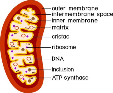  Structure of mitochondrion isolated on white background clipart