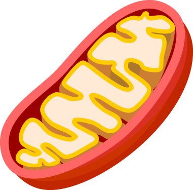  Mitokondrinin yapısı beyaz arkaplanda izole edildi
