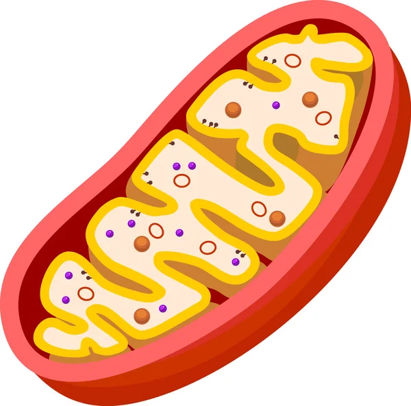 Structuur Van Mitochondrion Geïsoleerd Witte Achtergrond — Stockvector