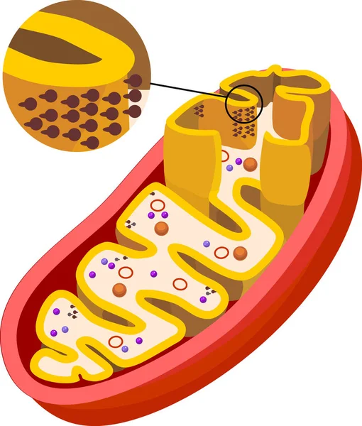 Structure Mitochondrie Avec Atp Synthase Sur Membrane Interne Isolée Sur — Image vectorielle