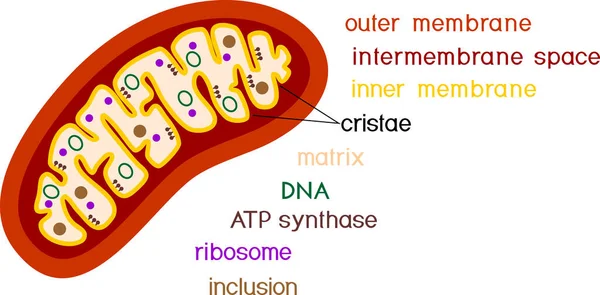 Mitokondrinin Yapısı Beyaz Arkaplanda Izole Edildi — Stok Vektör
