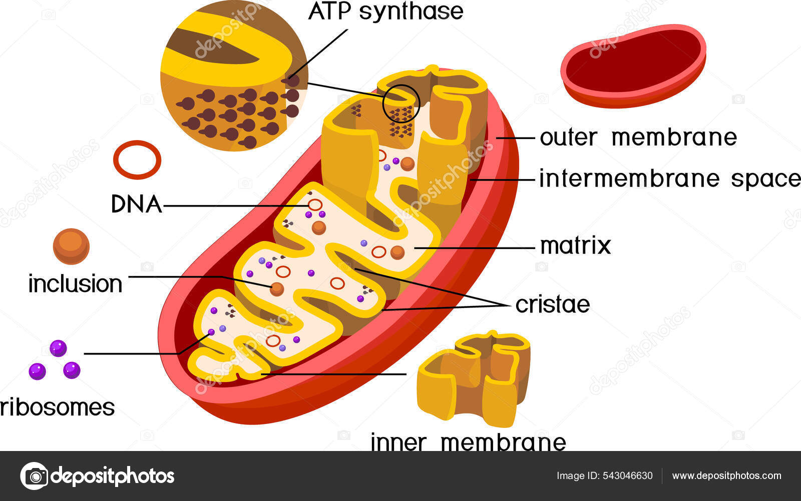 内側の膜にAtp合成酵素を持つミトコンドリアの構造と白地に単離された成分 イラスト素材 © mariaflaya 543046630