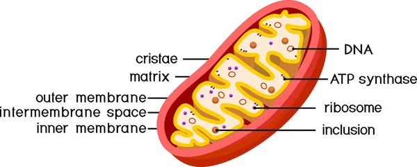 Mitokondrinin Yapısı Beyaz Arkaplanda Izole Edildi — Stok Vektör
