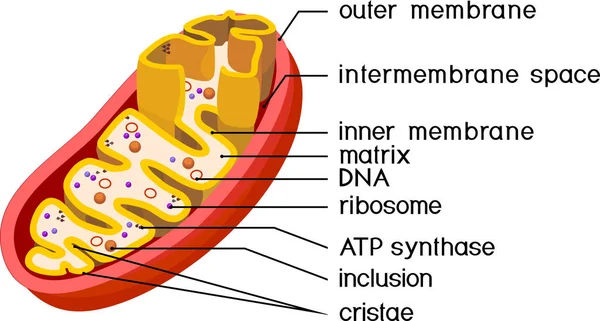 Structuur Van Mitochondrion Geïsoleerd Witte Achtergrond — Stockvector