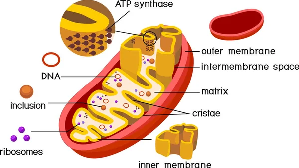 Structuur Van Mitochondrion Met Atp Synthase Binnenmembraan Componenten Geïsoleerd Witte — Stockvector