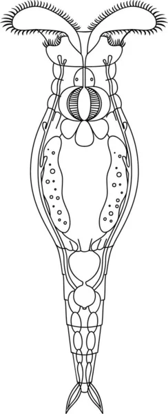 Zbarvení Stránky Schématem Bdelloid Rotifer Anatomie Izolované Bílém Pozadí — Stockový vektor