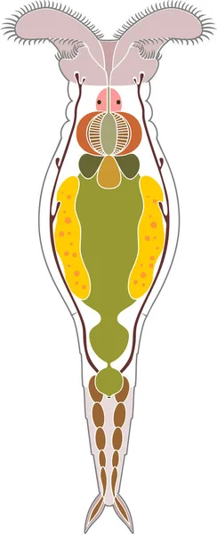 Schéma Bdelloid Rotifer Anatomie Izolované Bílém Pozadí — Stockový vektor