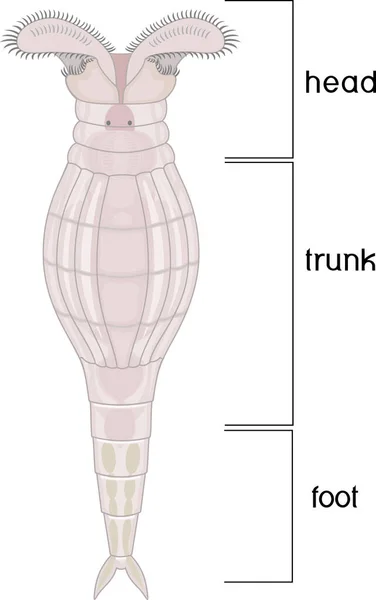 Schéma Bdelloid Rotifer Anatomie Izolované Bílém Pozadí — Stockový vektor
