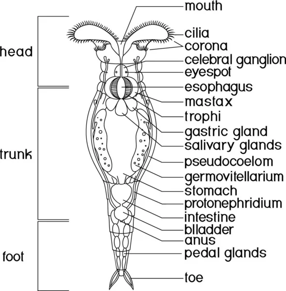 Zbarvení Stránky Schématem Bdelloid Rotifer Anatomie Izolované Bílém Pozadí — Stockový vektor