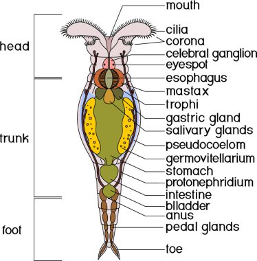  Beyaz arkaplanda izole edilmiş bdelloid rotifer anatomisi şeması