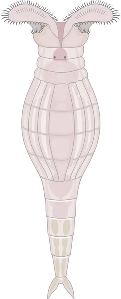 Bdelloïde Rotifer Geïsoleerd Witte Achtergrond — Stockvector