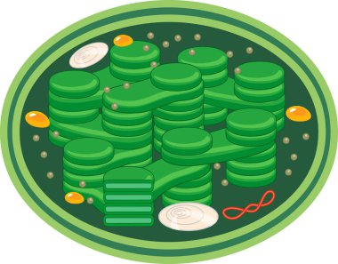  Yüksek bitkisel kloroplastın yapısı beyaz arkaplanda izole edildi