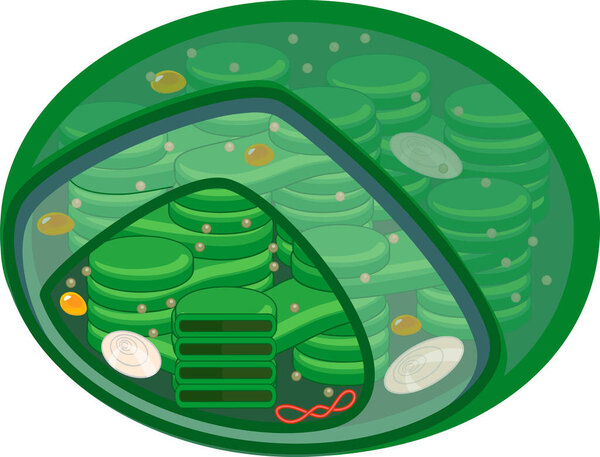  Structure of higher-plant chloroplast isolated on white background