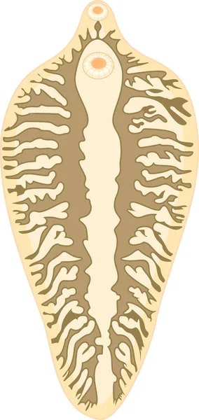 Gripe Hepática Ovina Fasciola Hepatica Aislada Sobre Fondo Blanco Estructura — Archivo Imágenes Vectoriales