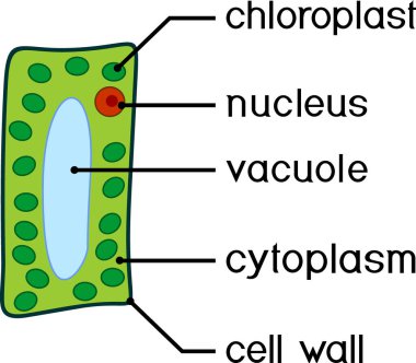  Bitki hücresinin basitleştirilmiş yapısı (kloroplast, çekirdek, boşluk, sitoplazma ve hücre duvarı). Anaokulu çocukları için eğitici materyal