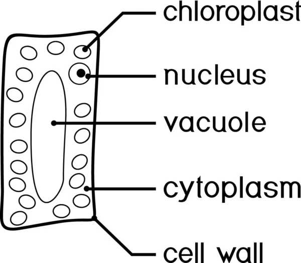 Kleurplaat Met Vereenvoudigde Structuur Van Plantaardige Cel Chloroplast Kern Vacuol — Stockvector