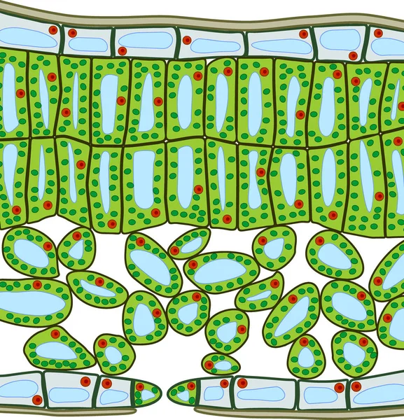 Bitki Yaprağı Yapısının Bölgesel Diyagramı Bir Yaprak Boyunca Kesit — Stok Vektör