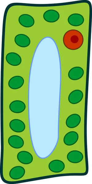 Vereenvoudigde Structuur Van Plantencellen Chloroplast Kern Vacuol Cytoplasma Celwand Onderwijsmateriaal — Stockvector