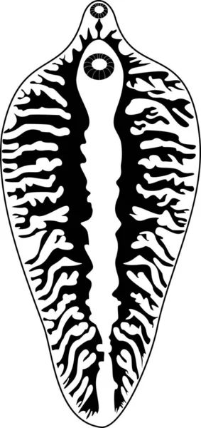 羊肝侥幸 Fasciola Hepatica 黑色侧影 消化系统的结构 — 图库矢量图片