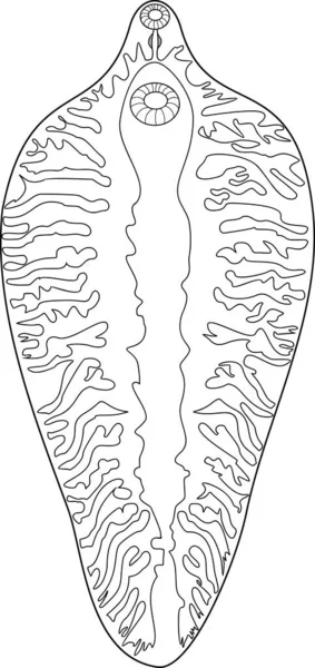 Kleurplaat Met Schapenleverstaart Fasciola Hepatica Structuur Van Het Spijsverteringsstelsel — Stockvector
