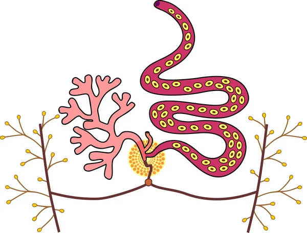 Structure Système Reproducteur Femelle Douve Hépatique Mouton Fasciola Hepatica Isolée — Image vectorielle