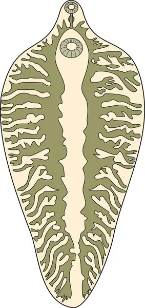 Fasciola Hepatica 바탕에 분리되어 있었다 기관의 — 스톡 벡터