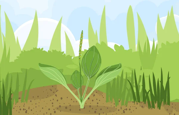 Paysage Estival Avec Plantain Vert Premier Plan Silhouette Herbe Arrière — Image vectorielle