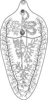  Beyaz arkaplanda izole edilmiş koyun karaciğer fluke (Fasciola hepatica) üreme sisteminin yapısına sahip boyama sayfası