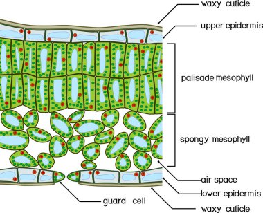  Sectional diagram of plant leaf structure. Cross-section through a leaf clipart