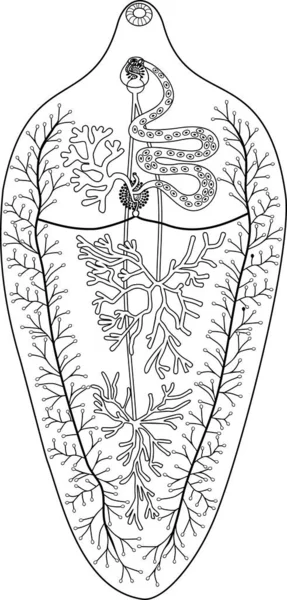 Dibujo Para Colorear Con Estructura Del Sistema Reproductivo Casualidad Del — Archivo Imágenes Vectoriales