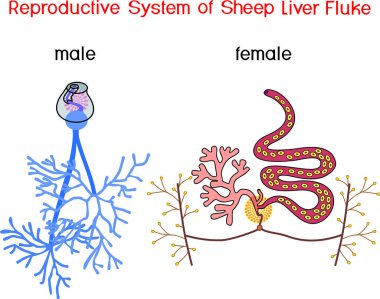  Beyaz arka planda dişi ve erkek üreme sistemi (Fasciola hepatica) izole edilmiştir.