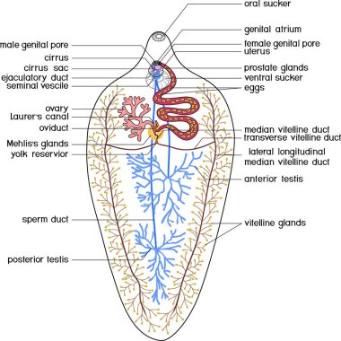  Beyaz zemin üzerinde izole edilmiş koyun karaciğer fluke (Fasciola hepatica) üreme sisteminin yapısı
