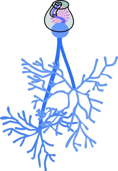 Estructura Del Sistema Reproductor Masculino Tregua Del Hígado Oveja Fasciola — Archivo Imágenes Vectoriales