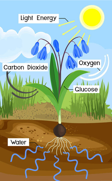  Scheme of plant photosynthesis on example of Siberian squill or Scilla siberica plant