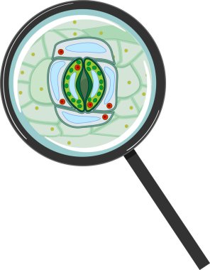 Beyaz arka planda izole edilmiş büyüteç altında açık stoma ile mide kompleksi