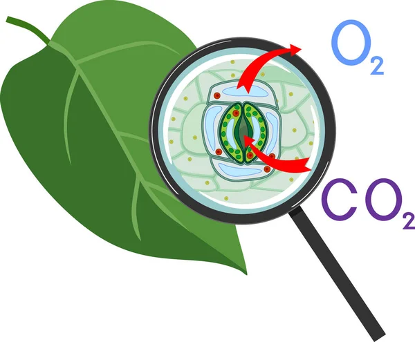 白地に隔離された虫眼鏡の下での植物呼吸と緑の葉の腹膜複合体のスキーム — ストックベクタ