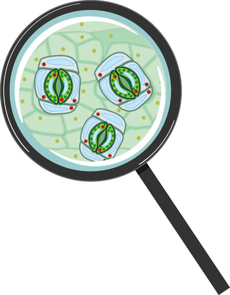  Epithelium with stomatal complex with open stoma under magnifying glass isolated on white background